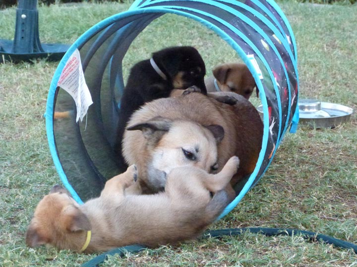chinook dog